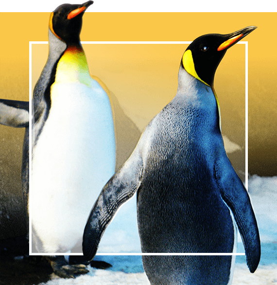 animals-01-free-img